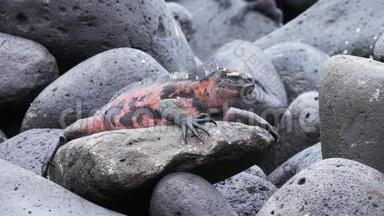在加拉帕戈斯群岛的伊斯拉埃斯帕诺拉岛上<strong>醒目</strong>的红色海洋鬣蜥